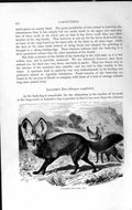 Original Old Antique Print 1893-94 Carnivore Natural History Lalande'S Dog 19th