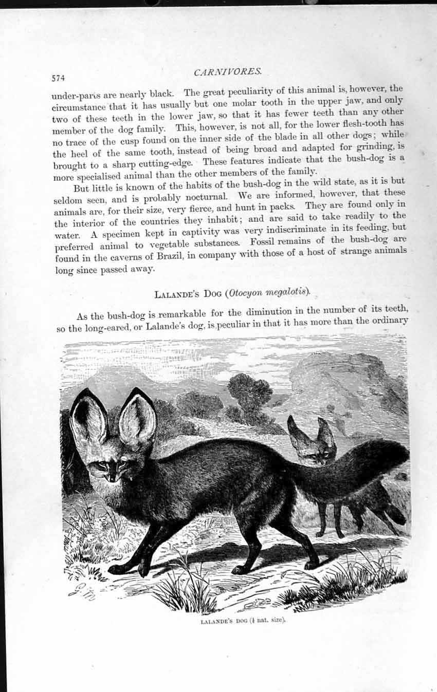 Original Old Antique Print 1893-94 Carnivore Natural History Lalande'S Dog 19th