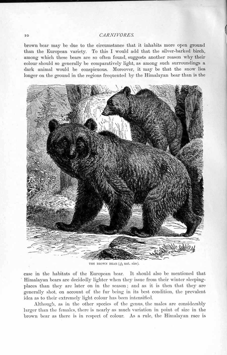 Original Old Antique Print Natural History 1894 Brown Bear Himalaya Wild Animal