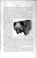 Original Old Antique Print Natural History 1894 Polar Bears Hunting Penguins