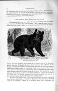 Original Old Antique Print American Black Bear Americanus Natural History 1894