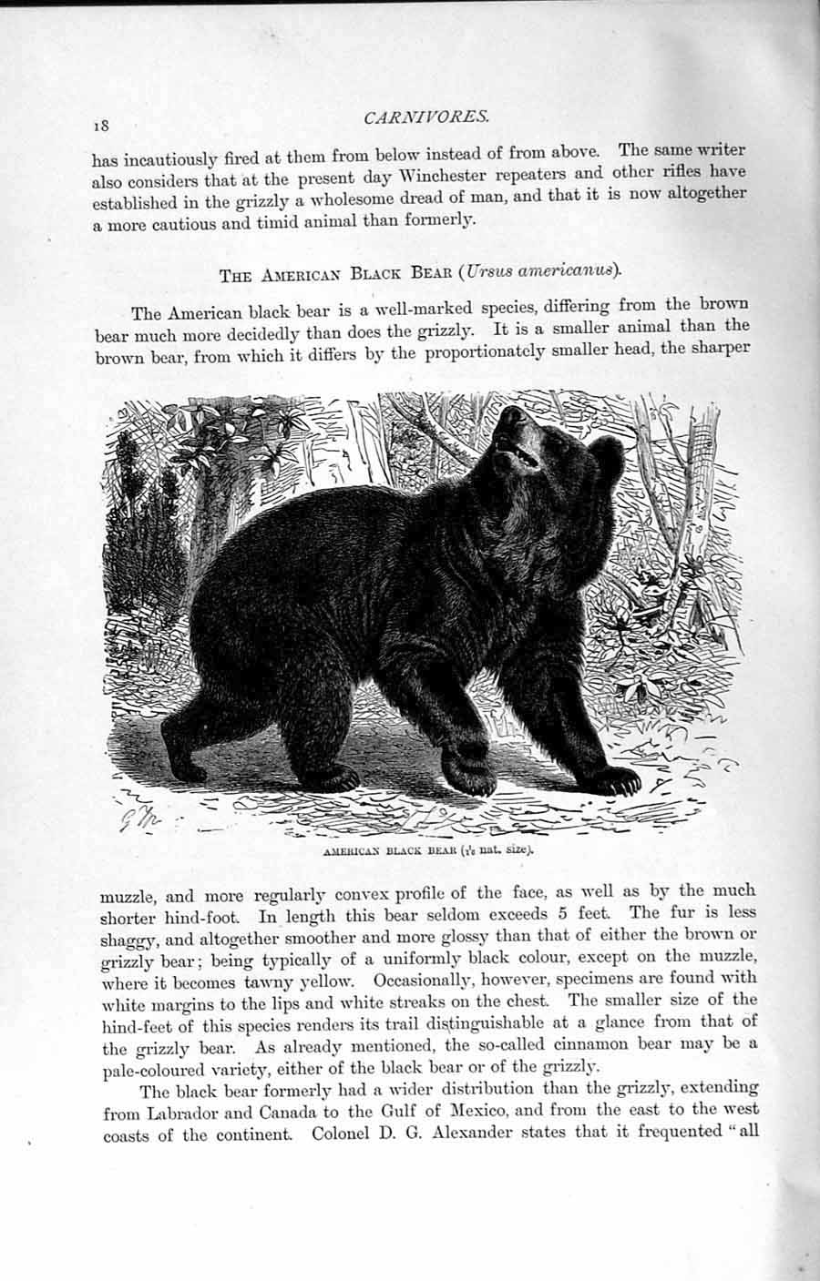 Original Old Antique Print American Black Bear Americanus Natural History 1894