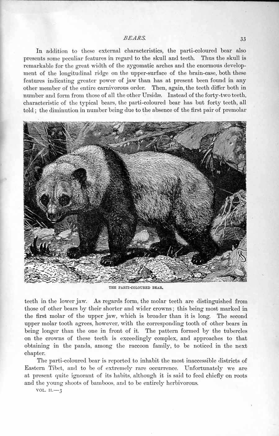 Original Old Antique Print Natural History 1894 Parti-Coloured Bear Arctothere