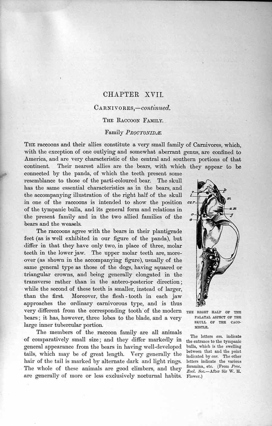 Original Old Antique Print Natural History 1894 Palatal Skull Caco-Mistle 19th