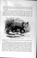 Old Antique Print Natural History 1894 Panda Raccoon Family Wild Animal 19th