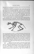 Original Old Antique Print Natural History 1894 Skeleton Raccoon Carnivore 19th