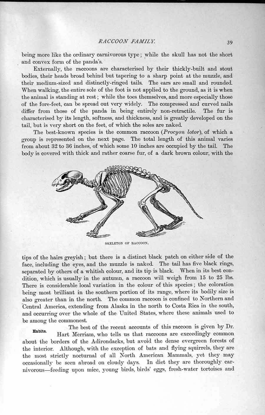 Original Old Antique Print Natural History 1894 Skeleton Raccoon Carnivore 19th