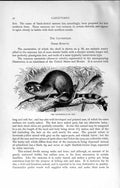 Old Antique Print Natural History 1894 Cacomistle Genus Bassaris Animal 19th