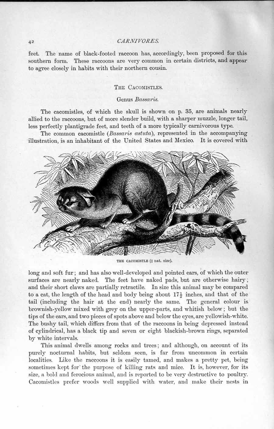 Old Antique Print Natural History 1894 Cacomistle Genus Bassaris Animal 19th
