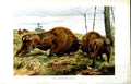 Original Old Antique Print Natural History 1894 European Bison Colour 0 19th