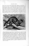 Old Antique Print Natural History 1894 Kinkajou Raccoon Skeleton Weasel 19th
