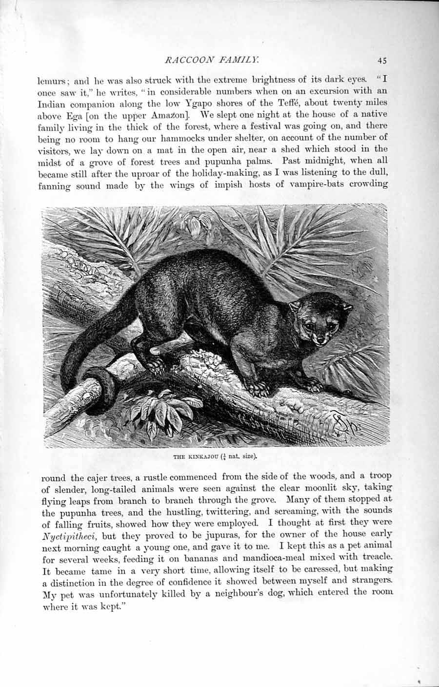Old Antique Print Natural History 1894 Kinkajou Raccoon Skeleton Weasel 19th