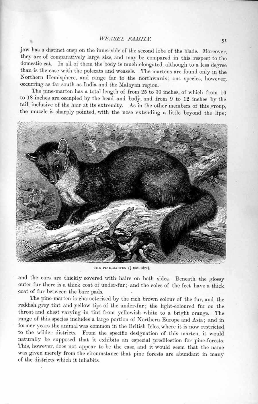 Old Antique Print Natural History 1894 Pine-Martin Weasel Family Animal 19th