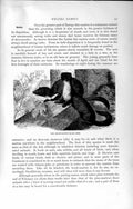 Original Old Antique Print Natural History 1894 Beech-Marten Weasel Family 19th