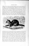 Original Old Antique Print Natural History 1894 Sable Weasel Family Wild Animal