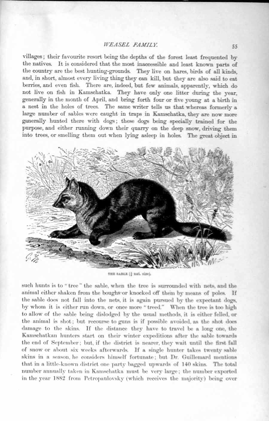 Original Old Antique Print Natural History 1894 Sable Weasel Family Wild Animal