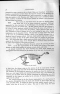 Original Old Antique Print Natural History 1894 Skeleton Polecat Carnivore 19th