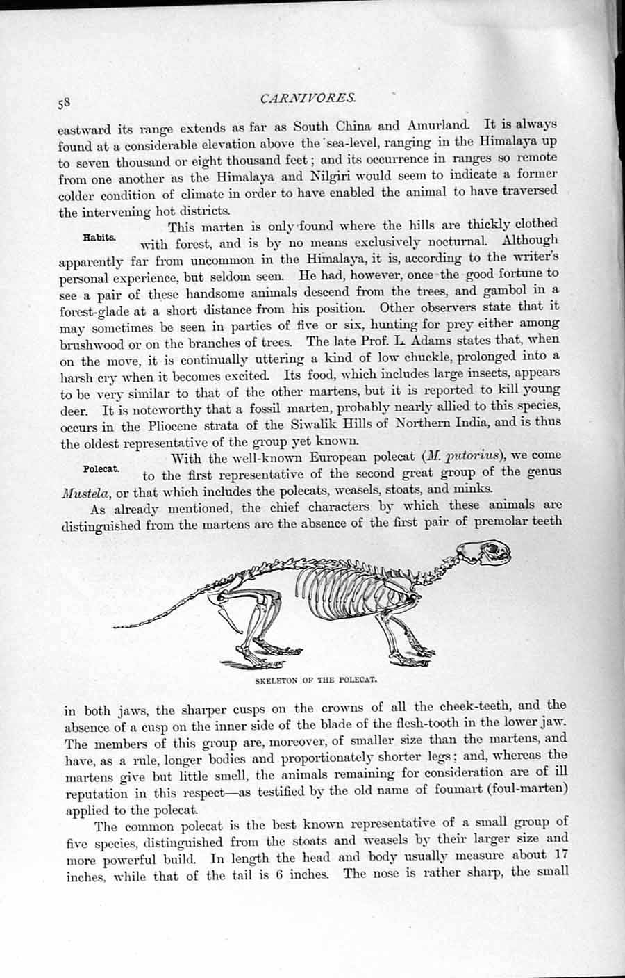 Original Old Antique Print Natural History 1894 Skeleton Polecat Carnivore 19th