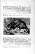 Old Antique Print Natural History 1894 Polecat Weasel Family Wild Animal 19th