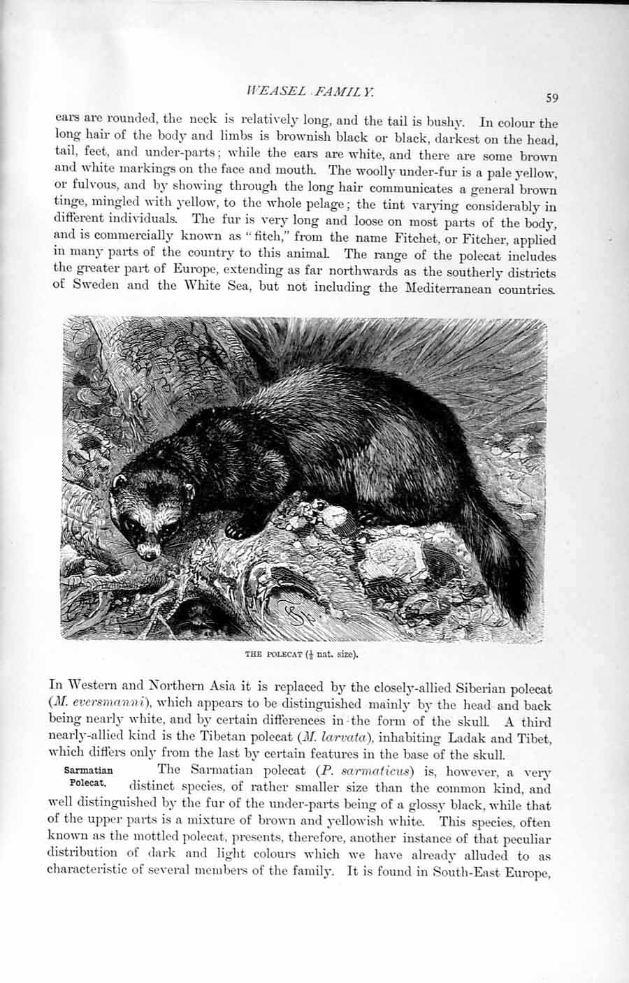 Old Antique Print Natural History 1894 Polecat Weasel Family Wild Animal 19th