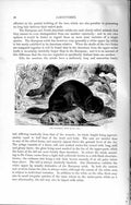 Old Antique Print Natural History 1894 European Mink Weasel Family Animal 19th
