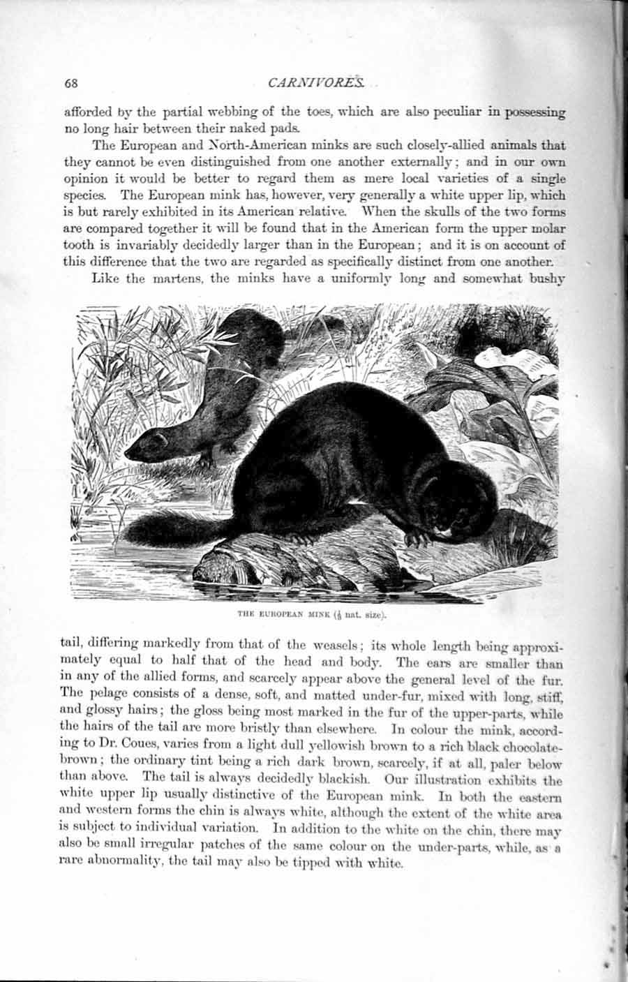 Old Antique Print Natural History 1894 European Mink Weasel Family Animal 19th