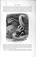 Original Old Antique Print Natural History 1894 Cape Polecat Africa Wild Animal
