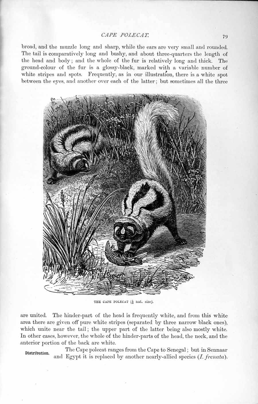 Original Old Antique Print Natural History 1894 Cape Polecat Africa Wild Animal