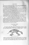Original Old Antique Print Skeleton Common Badger Natural History 1894 19th