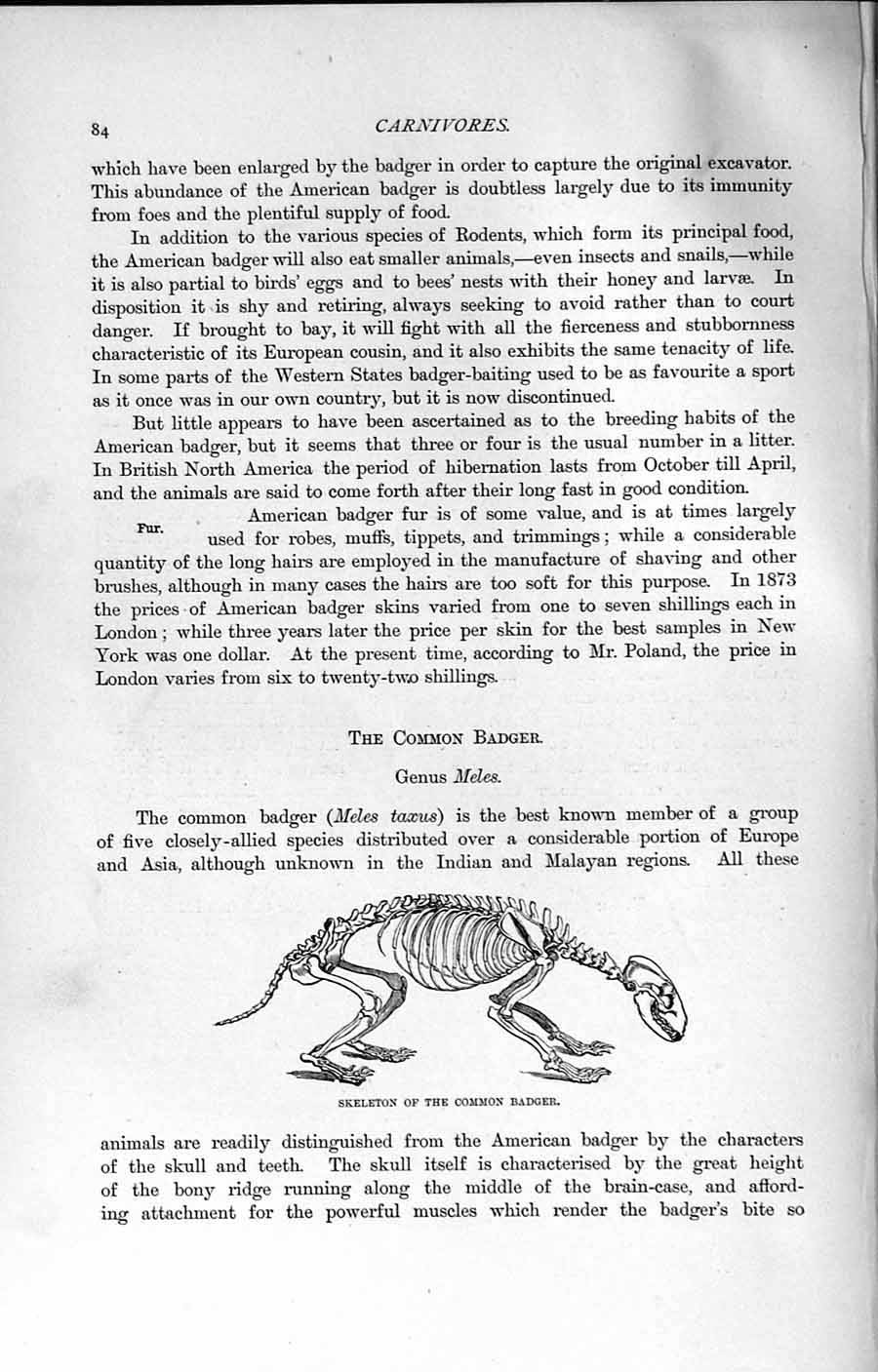 Original Old Antique Print Skeleton Common Badger Natural History 1894 19th