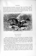 Original Old Antique Print Natural History 1894 Malayan Badger Genus Arctonyx