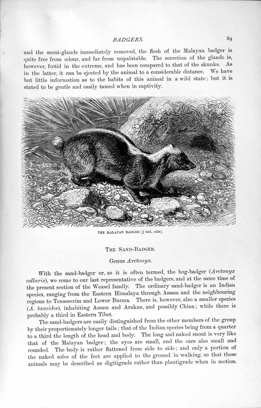 Original Old Antique Print Natural History 1894 Malayan Badger Genus Arctonyx