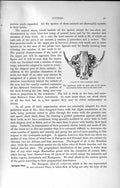 Original Old Antique Print Palate Clawless Otter Skeleton Natural History 1894