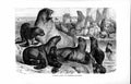 Original Old Antique Print Natural History 1894 Family Party Southern Sea-Lions