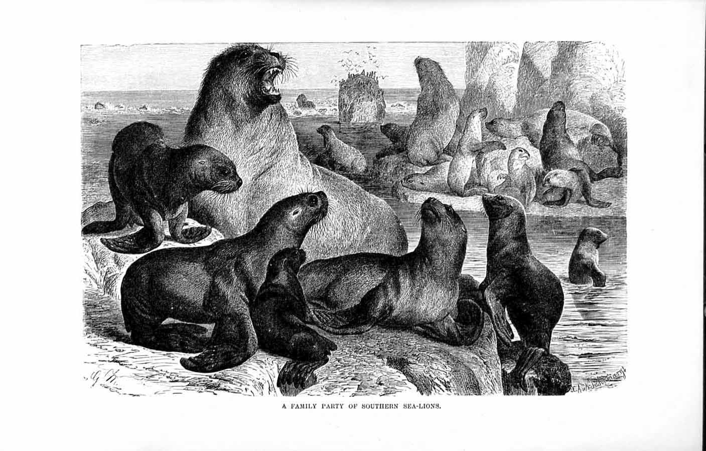 Original Old Antique Print Natural History 1894 Family Party Southern Sea-Lions
