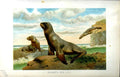 Original Old Antique Print Natural History 1894 Hooker'S Sea Lion Colour 19th
