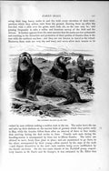 Original Old Antique Print Natural History 1894 Northern Eared Sea-Lion Animal