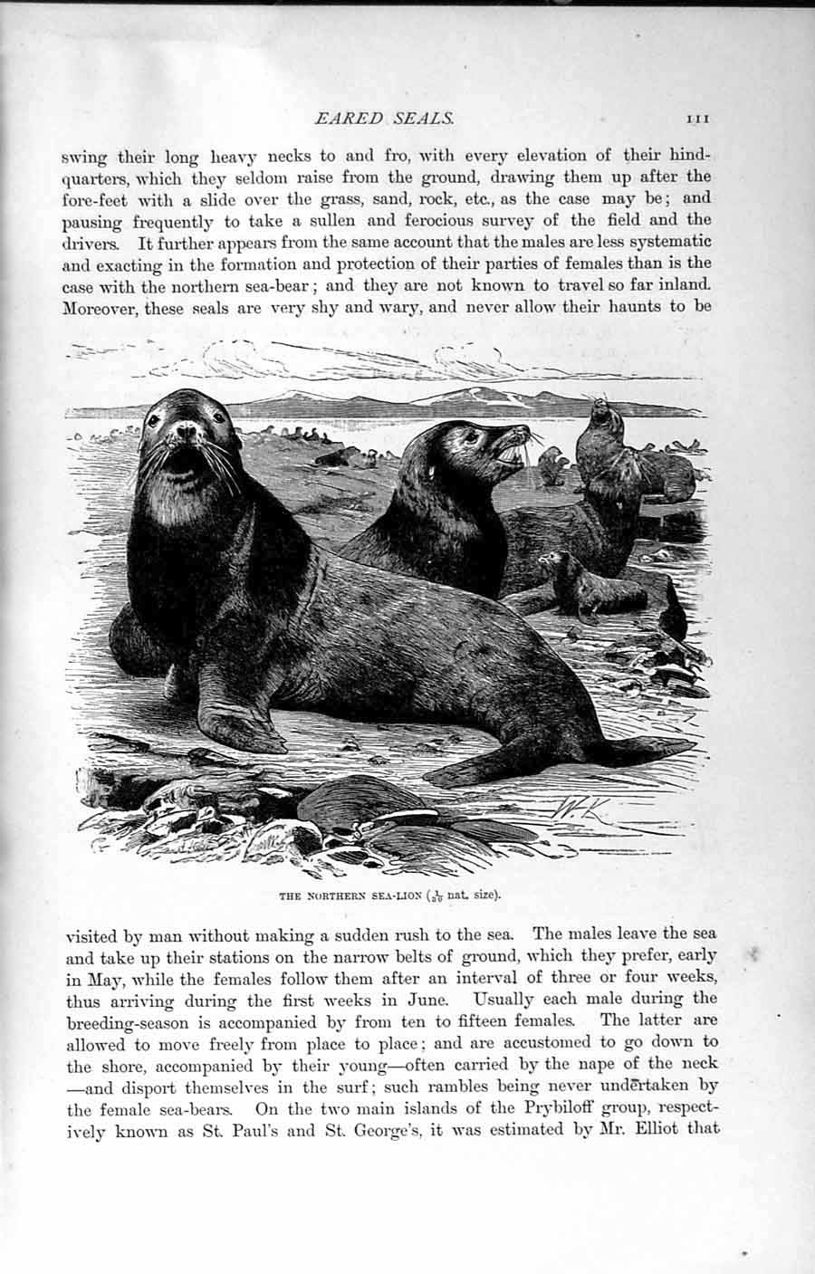 Original Old Antique Print Natural History 1894 Northern Eared Sea-Lion Animal