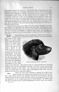 Old Antique Print Natural History 1894 Head Californian Sea-Lion Animal 19th