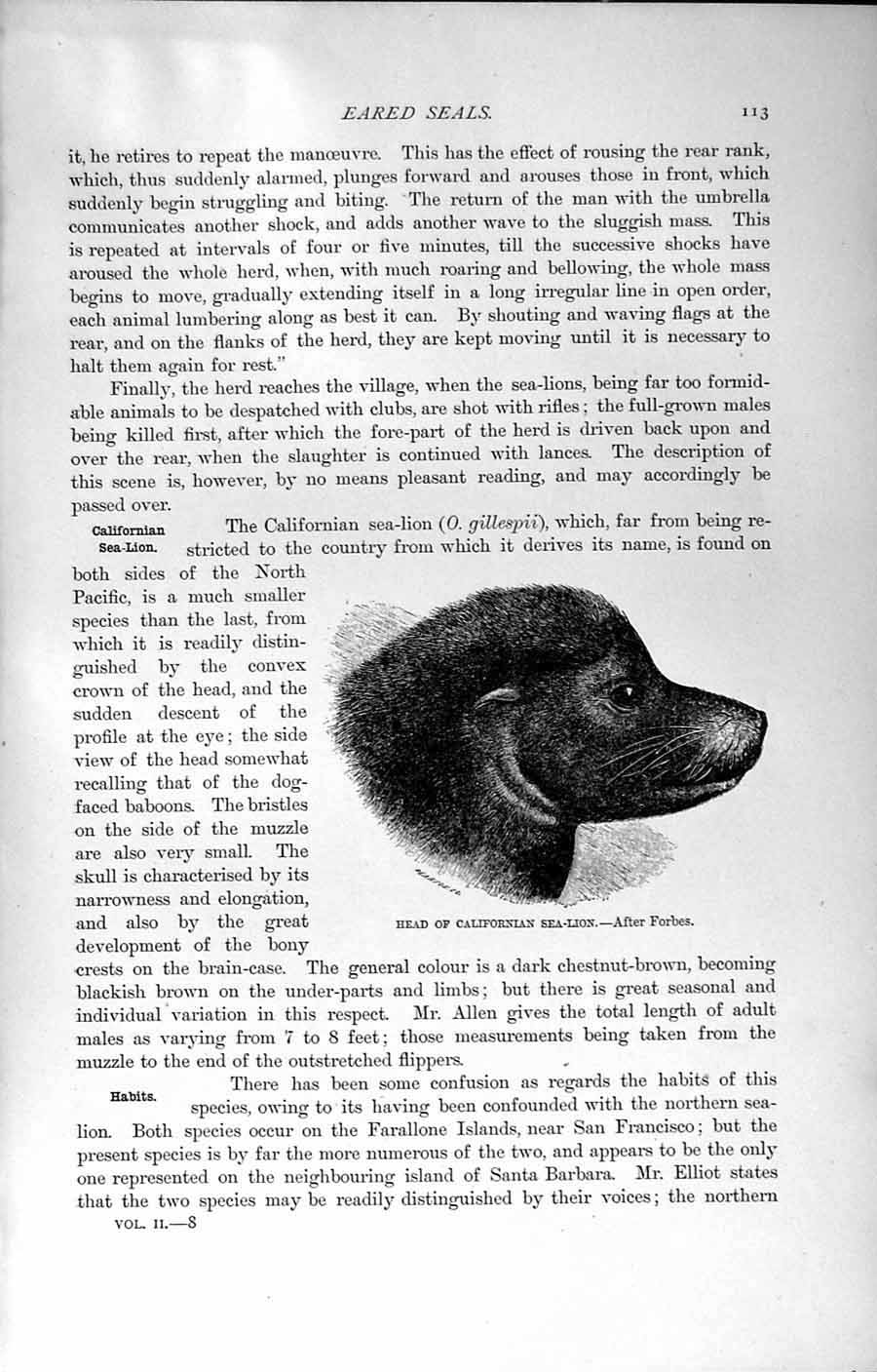 Old Antique Print Natural History 1894 Head Californian Sea-Lion Animal 19th