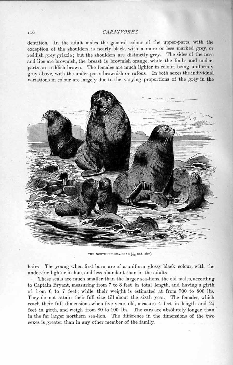 Original Old Antique Print Natural History 1894 Northern Sea-Bear Otaria Ursina