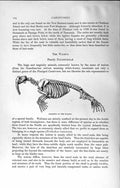 Original Old Antique Print Natural History 1894 Skeleton Walrus Trichechidae