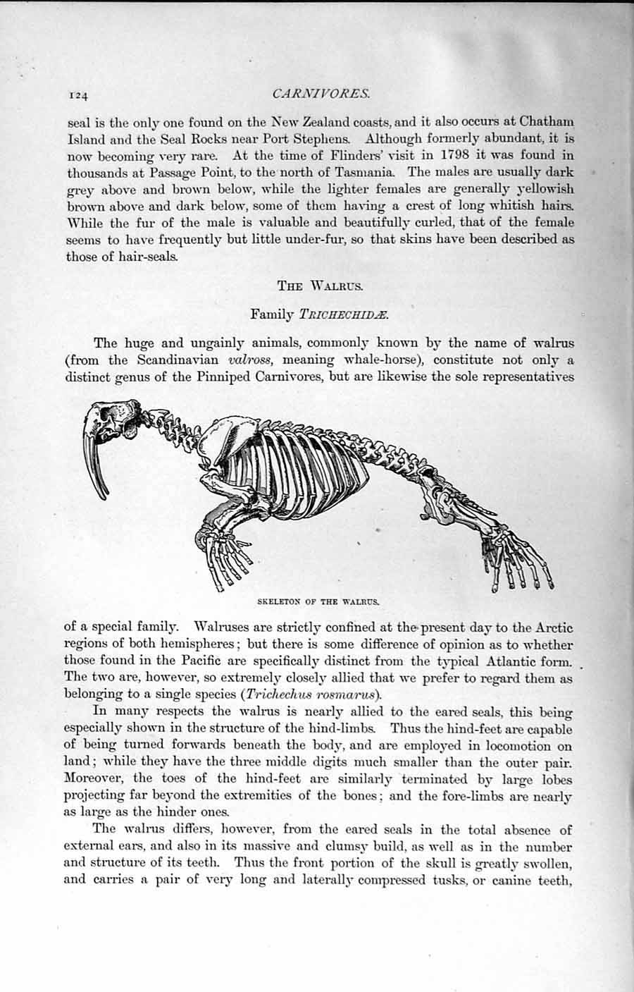 Original Old Antique Print Natural History 1894 Skeleton Walrus Trichechidae