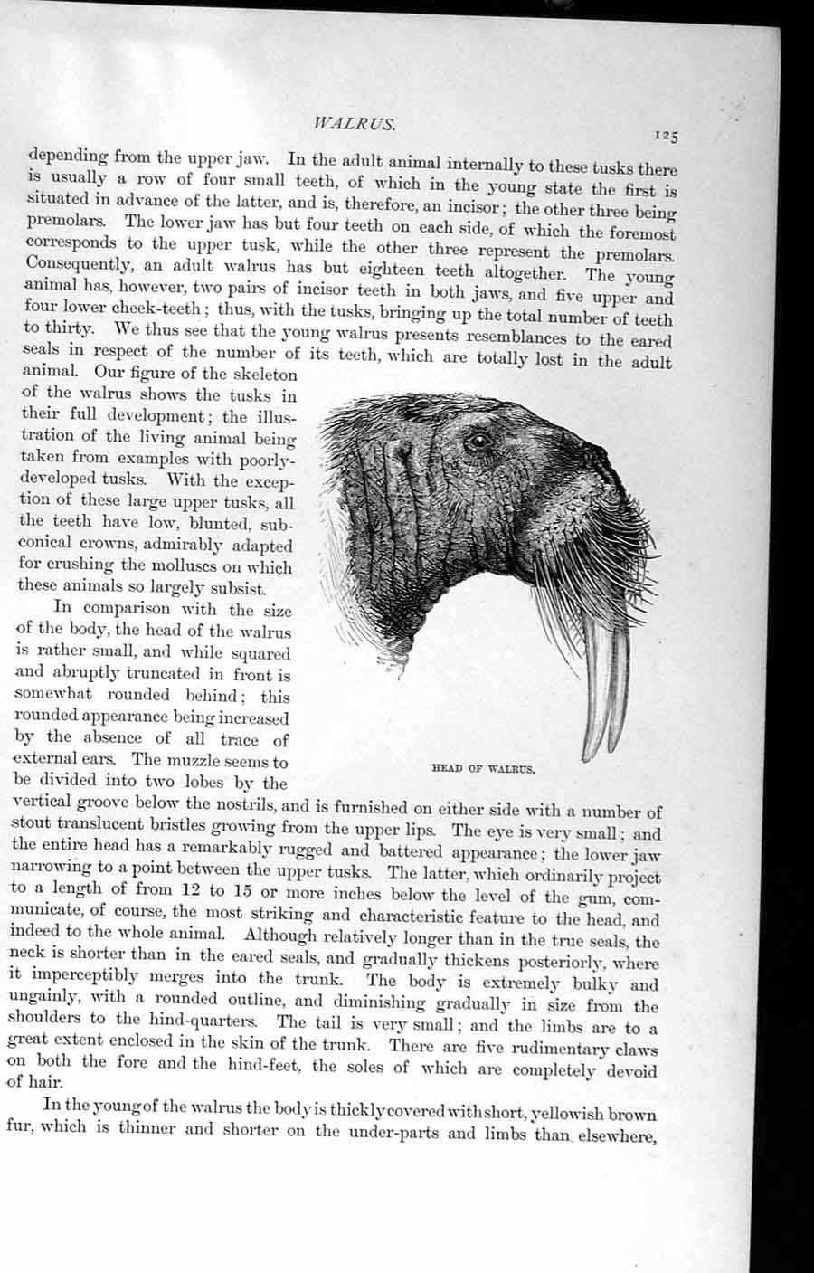 Original Old Antique Print Natural History 1894 Head Walrus Ice Carnivores 19th