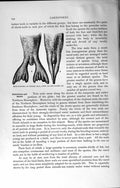 Original Old Antique Print Natural History 1894 Hind-Flippers Ringed Seal 19th