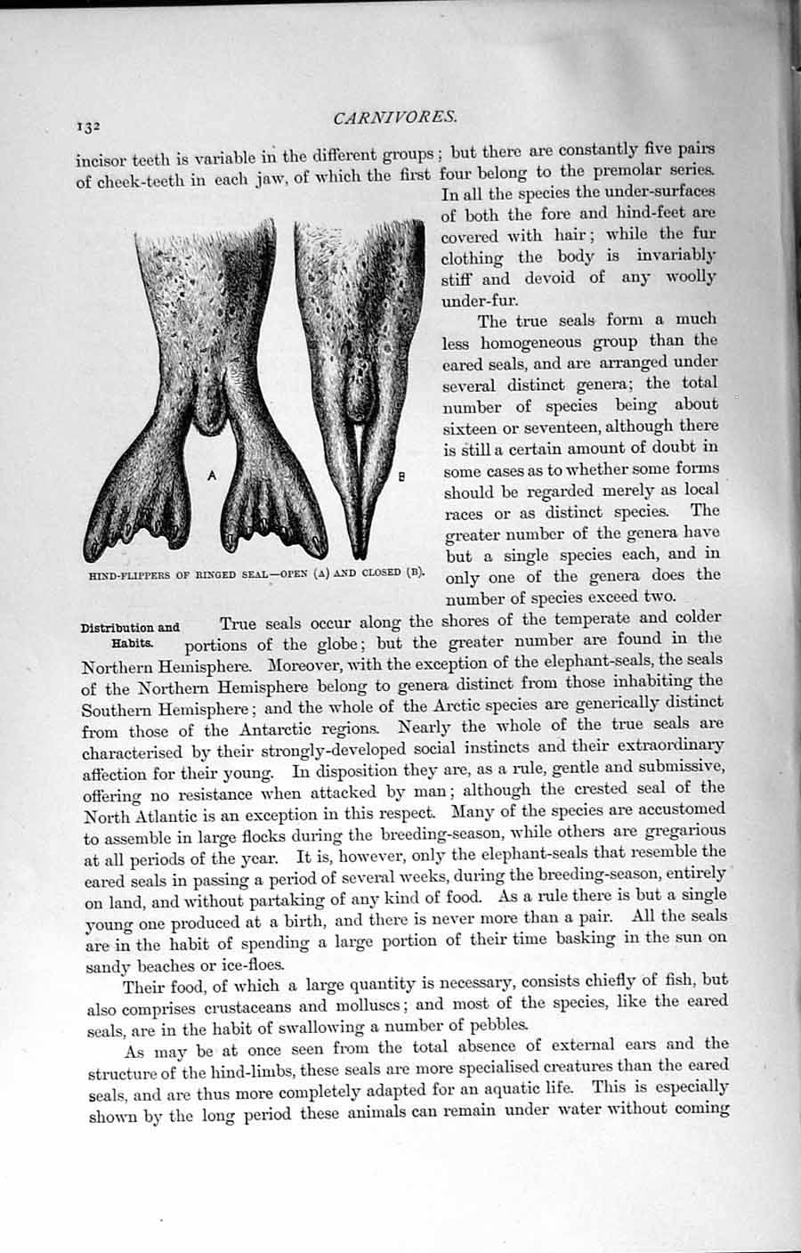 Original Old Antique Print Natural History 1894 Hind-Flippers Ringed Seal 19th