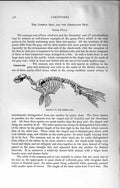 Original Old Antique Print Skeleton Common Seal Carnivores Natural History 1894