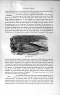 Old Antique Print Natural History 1894 Common Seal Greenland Carnivores 19th
