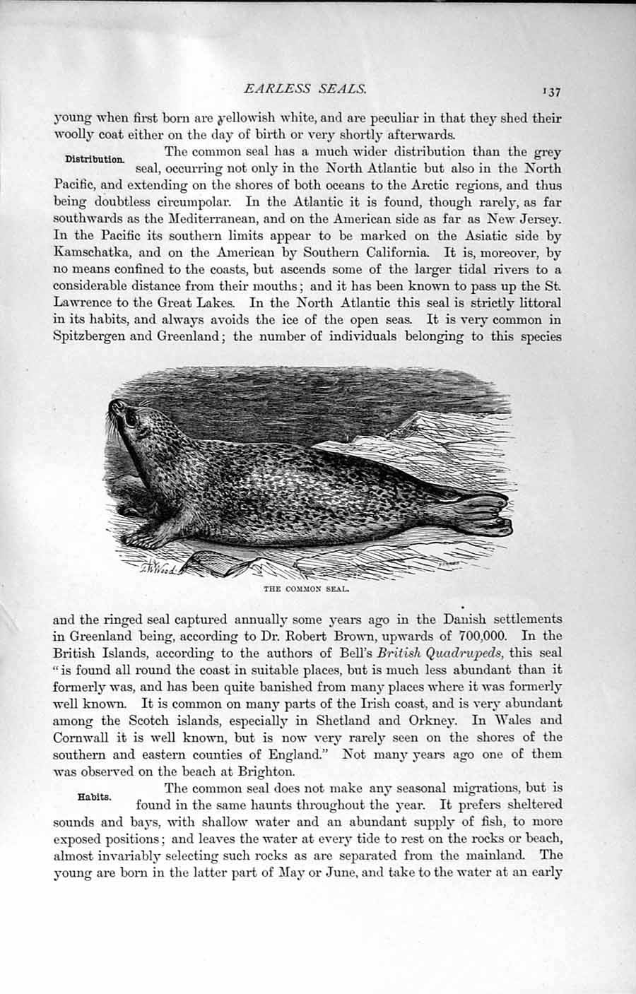Old Antique Print Natural History 1894 Common Seal Greenland Carnivores 19th