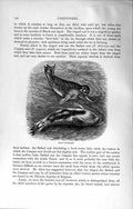 Original Old Antique Print Natural History 1894 Earless Swimming Seals Animals